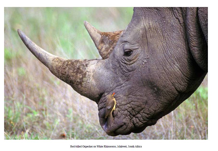 rhino-oxpecker-makweti