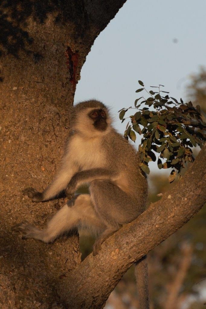 vervet-monkey-makweti