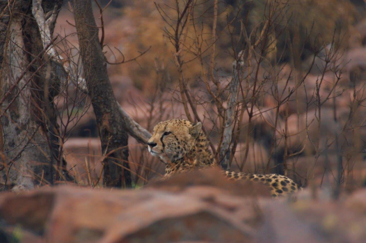 male-cheetah-makweti