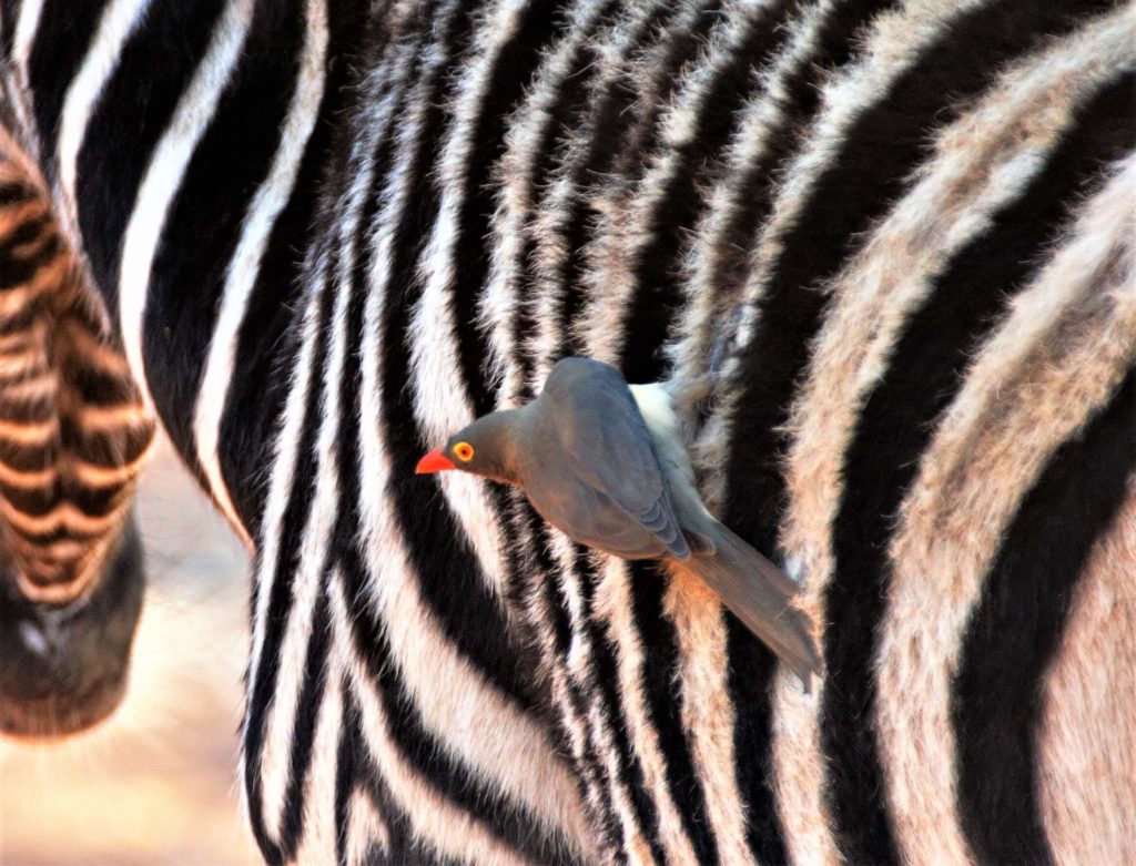 Redbilled Oxpecker On A Zebra