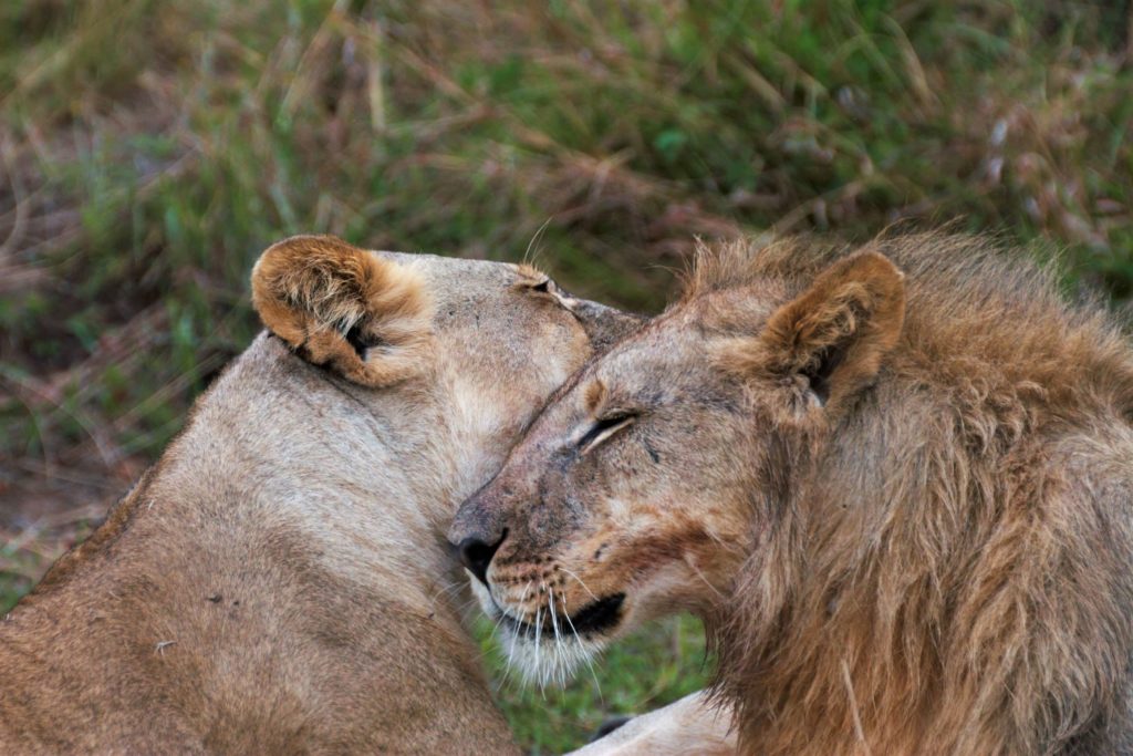 Lions in and around Makweti Safari Lodge