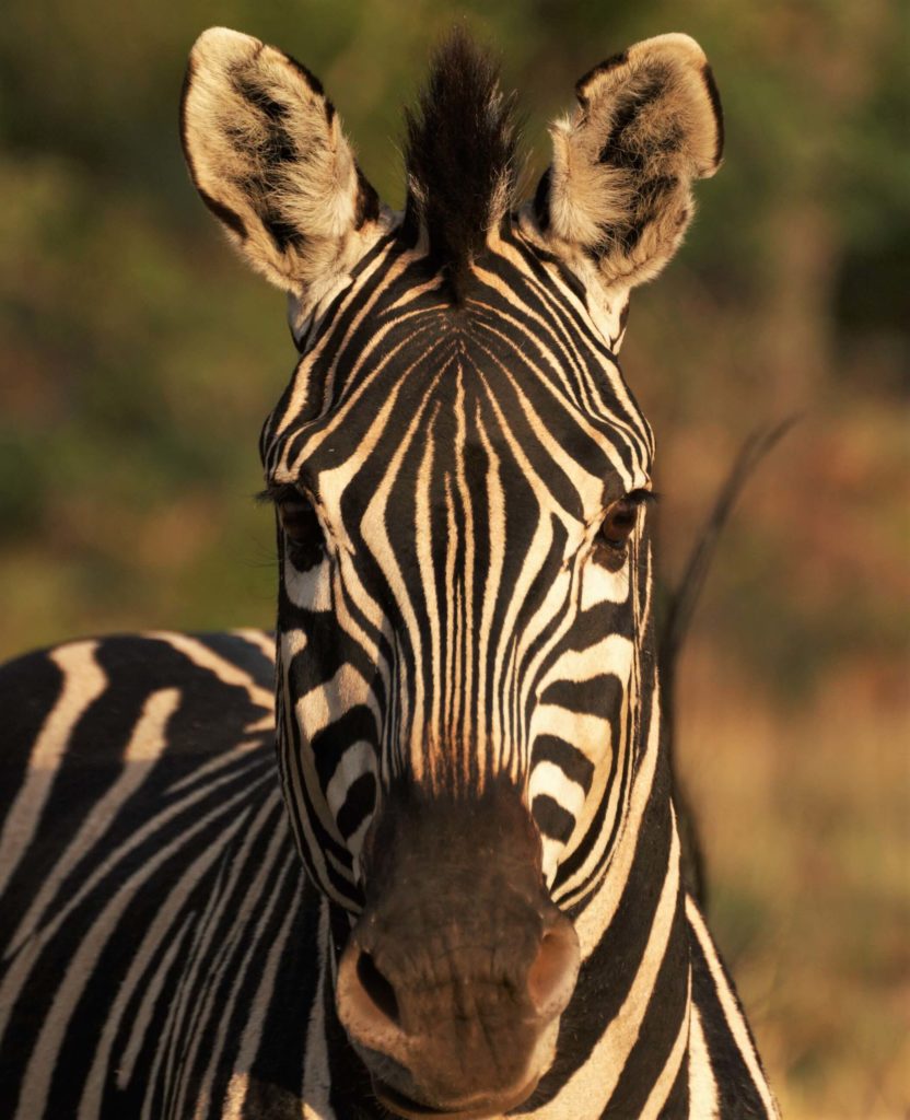 Burchells Zebra On Safari