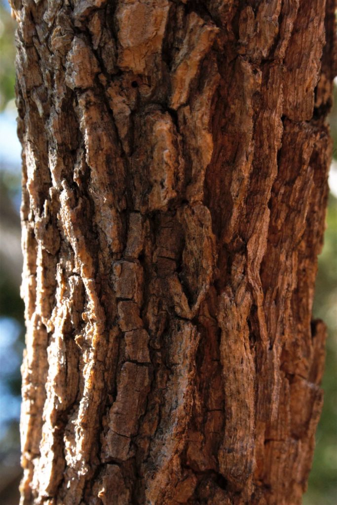 Cork bush bark