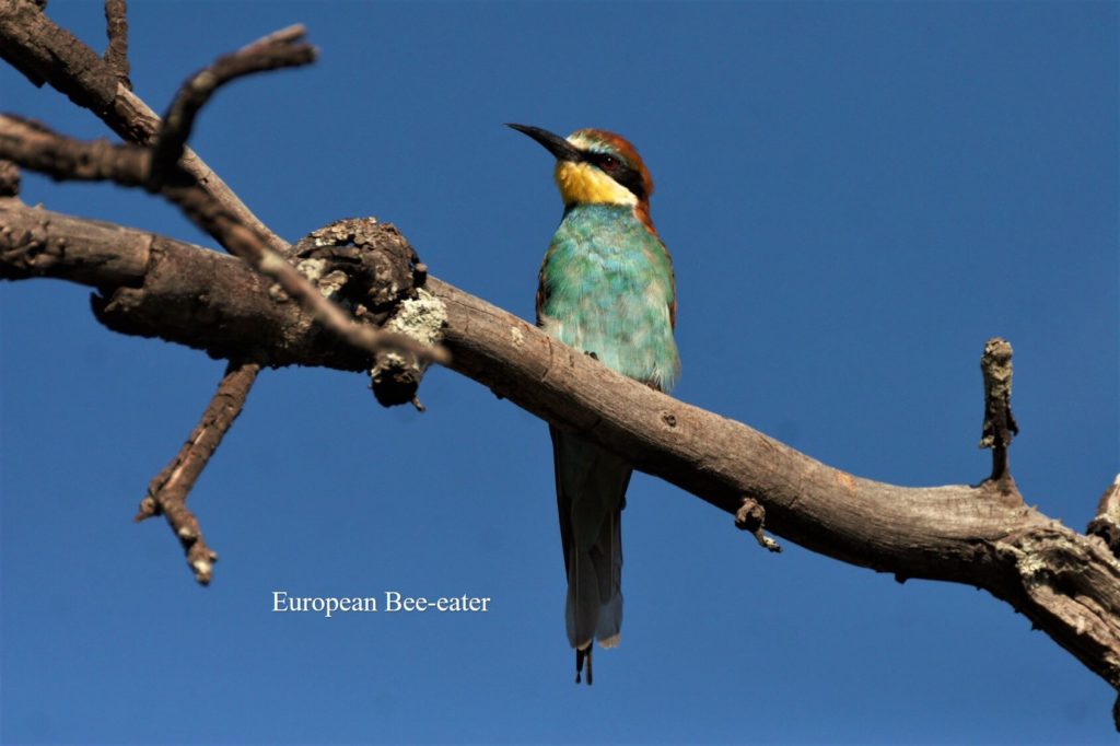 European Bee-eater_WM