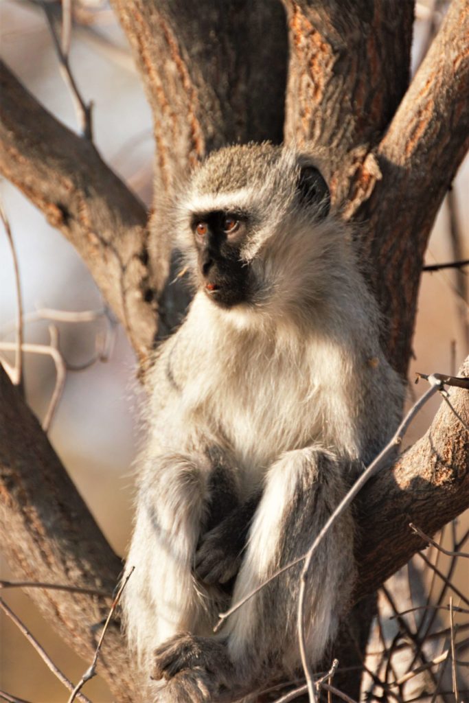 Vervet Monkey - Makweti Safari Lodge