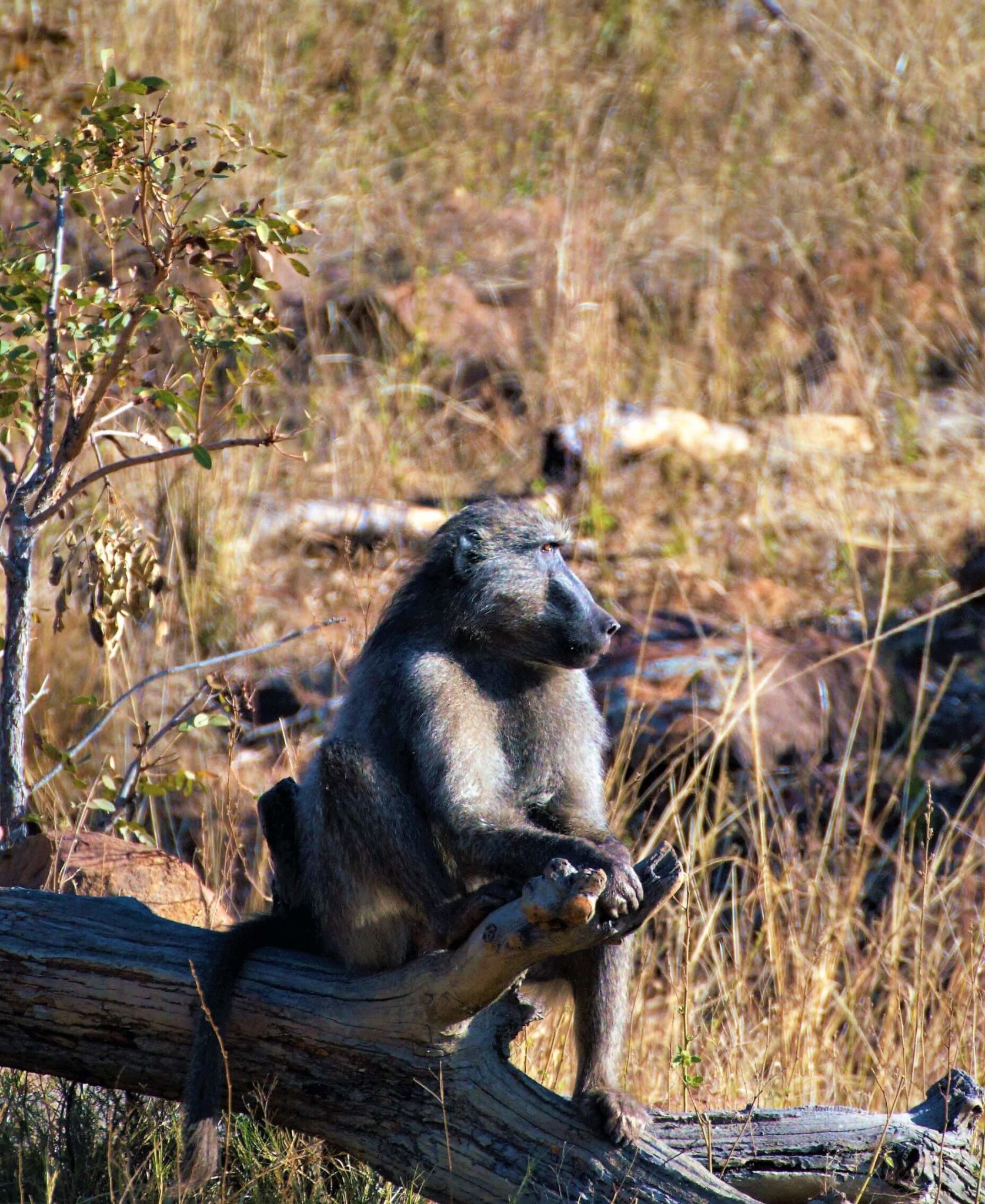The Baboon, A Poet And A Naturalist - Makweti