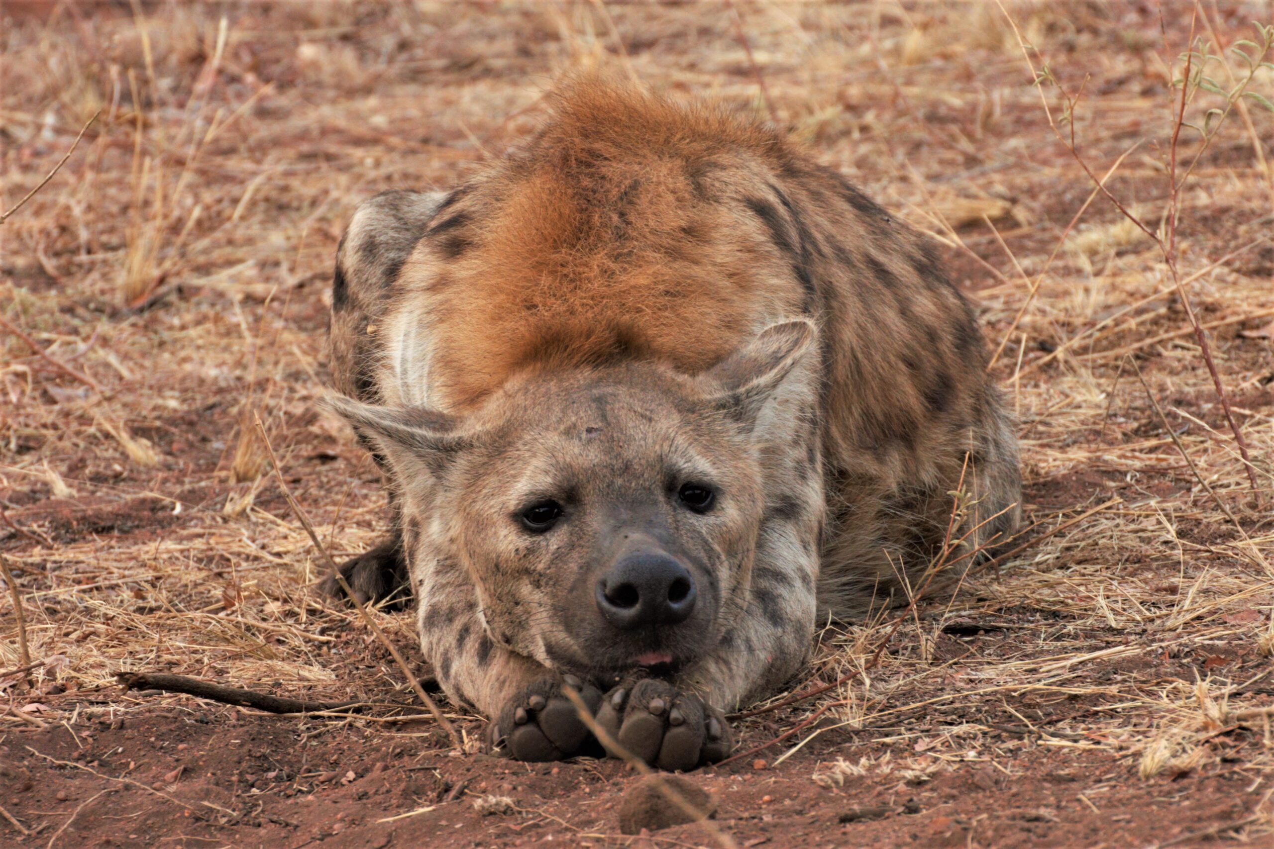 Queen hyena is the leader of the pack