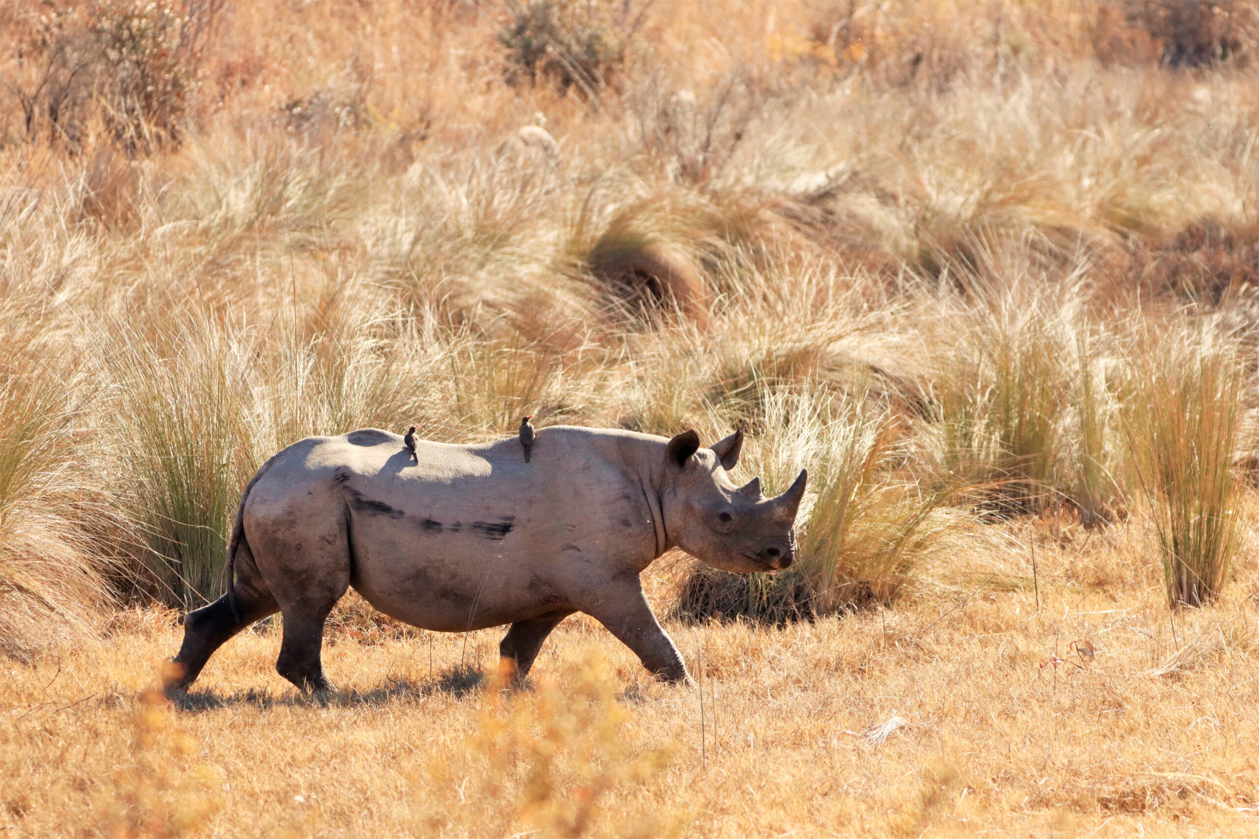 Rhino walking in bushveld