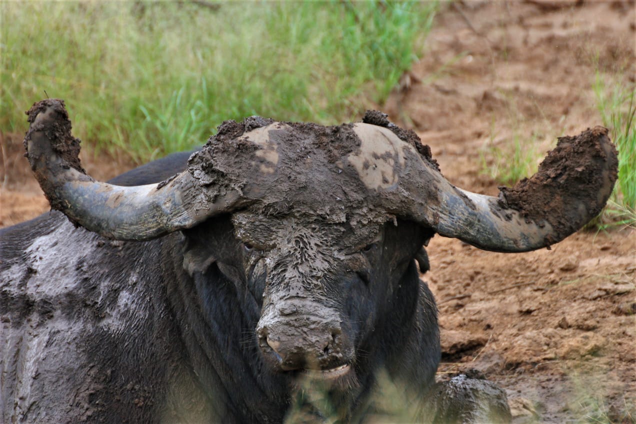 Buffalo with mud on horns